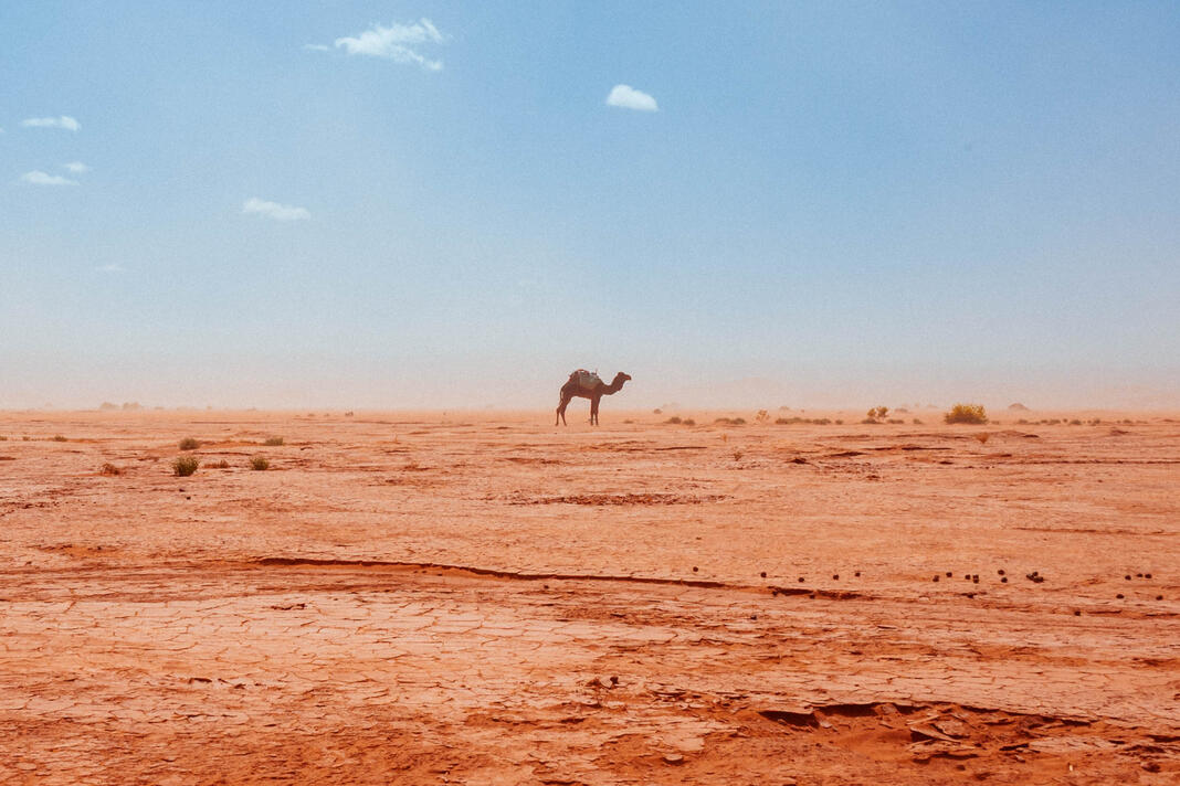 desert landscape
