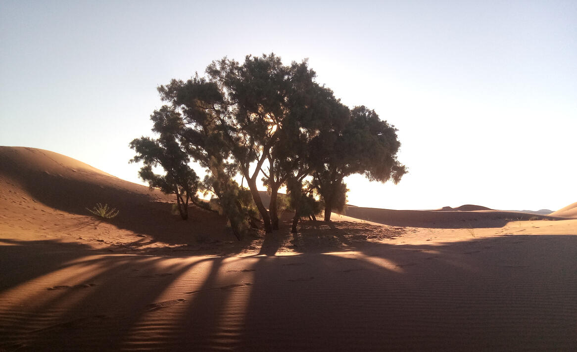 desert landscape