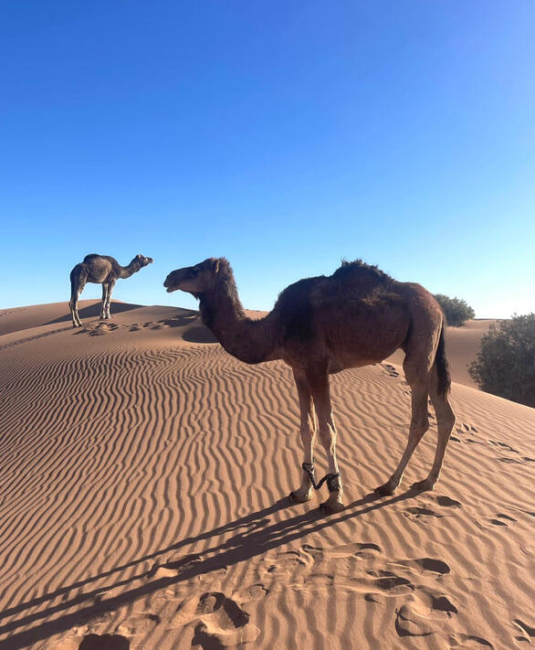 camel companions